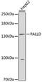 Palladin, Cytoskeletal Associated Protein antibody, 19-712, ProSci, Western Blot image 