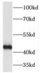 Transcription Factor AP-2 Epsilon antibody, FNab08620, FineTest, Western Blot image 