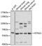 Netrin G1 antibody, 18-147, ProSci, Western Blot image 