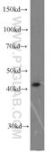 Major Histocompatibility Complex, Class I, A antibody, 55383-1-AP, Proteintech Group, Western Blot image 