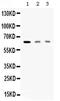 Anti-Mullerian Hormone Receptor Type 2 antibody, PA5-78769, Invitrogen Antibodies, Western Blot image 