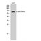 Alpha-Methylacyl-CoA Racemase antibody, LS-C381285, Lifespan Biosciences, Western Blot image 