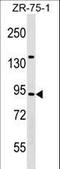 TRAF3 Interacting Protein 1 antibody, LS-C157252, Lifespan Biosciences, Western Blot image 