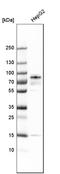 Pinin, Desmosome Associated Protein antibody, HPA001378, Atlas Antibodies, Western Blot image 