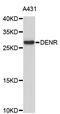 Density-regulated protein antibody, STJ26580, St John