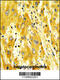 CD36 Molecule antibody, 61-575, ProSci, Immunohistochemistry paraffin image 