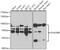 Synaptotagmin Binding Cytoplasmic RNA Interacting Protein antibody, 22-792, ProSci, Western Blot image 