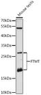Ferritin Mitochondrial antibody, LS-C747938, Lifespan Biosciences, Western Blot image 