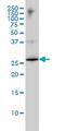 High Mobility Group Box 1 antibody, MCA4791Z, Bio-Rad (formerly AbD Serotec) , Western Blot image 