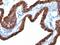 Keratin 7 antibody, MBS438514, MyBioSource, Immunohistochemistry frozen image 