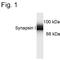 Synapsin I antibody, PA1-4673, Invitrogen Antibodies, Western Blot image 