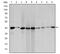 Actin Alpha 2, Smooth Muscle antibody, AM06574SU-N, Origene, Western Blot image 