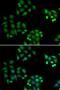 NSFL1 Cofactor antibody, LS-C334867, Lifespan Biosciences, Immunofluorescence image 