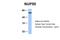 Nucleoporin 50 antibody, 30-804, ProSci, Western Blot image 