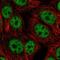 BTG3 Associated Nuclear Protein antibody, NBP2-14346, Novus Biologicals, Immunofluorescence image 