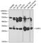 SURF1 Cytochrome C Oxidase Assembly Factor antibody, 14-481, ProSci, Western Blot image 