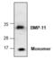 Growth Differentiation Factor 11 antibody, GTX16225, GeneTex, Western Blot image 