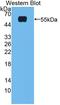 Nuclear Receptor Subfamily 1 Group H Member 4 antibody, LS-C372872, Lifespan Biosciences, Western Blot image 