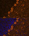 Protein Kinase C Gamma antibody, 23-281, ProSci, Immunofluorescence image 