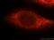 X-Linked Inhibitor Of Apoptosis antibody, 10037-1-Ig, Proteintech Group, Immunofluorescence image 