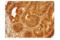 Interferon Regulatory Factor 3 antibody, 10949S, Cell Signaling Technology, Immunohistochemistry paraffin image 