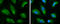 Kelch Like ECH Associated Protein 1 antibody, GTX106142, GeneTex, Immunocytochemistry image 