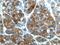 Peroxisomal Biogenesis Factor 1 antibody, 13669-1-AP, Proteintech Group, Immunohistochemistry frozen image 