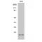 Interleukin 2 antibody, LS-C384121, Lifespan Biosciences, Western Blot image 