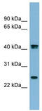 Fetuin B antibody, TA346483, Origene, Western Blot image 