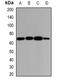 Glypican 3 antibody, abx225197, Abbexa, Western Blot image 