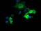 Parvin Alpha antibody, MA5-26239, Invitrogen Antibodies, Immunocytochemistry image 