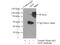Afamin antibody, 66113-1-Ig, Proteintech Group, Immunoprecipitation image 