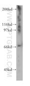 Kinesin Family Member 22 antibody, 13403-1-AP, Proteintech Group, Western Blot image 