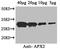 Arabidopsis thaliana L-ascorbate peroxidase 2,cytosolic antibody, A52937-100, Epigentek, Western Blot image 