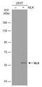 Nemo Like Kinase antibody, NBP1-32264, Novus Biologicals, Western Blot image 