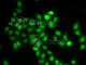 Mitotic Arrest Deficient 1 Like 1 antibody, A1153, ABclonal Technology, Immunofluorescence image 