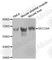 SEC24 Homolog A, COPII Coat Complex Component antibody, A4455, ABclonal Technology, Western Blot image 