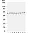 SMAD Family Member 4 antibody, R32216, NSJ Bioreagents, Western Blot image 