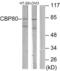 Nuclear cap-binding protein subunit 1 antibody, abx013586, Abbexa, Western Blot image 