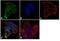 RAC-gamma serine/threonine-protein kinase antibody, MA1-41201, Invitrogen Antibodies, Immunofluorescence image 