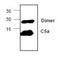 Complement C5 antibody, GTX59696, GeneTex, Western Blot image 