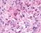 Neuromedin B Receptor antibody, NLS825, Novus Biologicals, Immunohistochemistry frozen image 