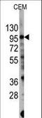 Phosphatidylinositol-4,5-Bisphosphate 3-Kinase Catalytic Subunit Gamma antibody, LS-C100965, Lifespan Biosciences, Western Blot image 