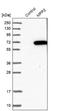Membrane Palmitoylated Protein 2 antibody, NBP1-85038, Novus Biologicals, Western Blot image 