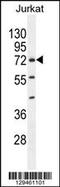 Zinc Finger Protein 648 antibody, 55-833, ProSci, Western Blot image 