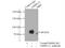 Oxysterol Binding Protein Like 11 antibody, 11318-1-AP, Proteintech Group, Immunoprecipitation image 