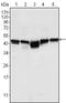 Glycogen Synthase Kinase 3 Beta antibody, STJ98120, St John