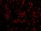 TOP1 Binding Arginine/Serine Rich Protein antibody, IHC-00629, Bethyl Labs, Immunofluorescence image 