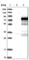 Zinc Finger And BTB Domain Containing 2 antibody, HPA023487, Atlas Antibodies, Western Blot image 