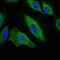 Aurora Kinase A antibody, GTX60391, GeneTex, Immunofluorescence image 